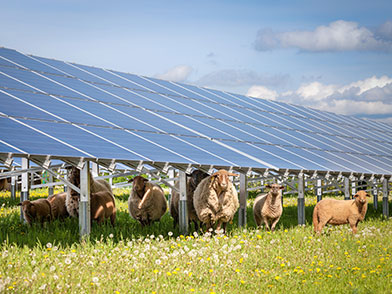 Solarpark auf Freifläche mit grasenden Schafen darunter.